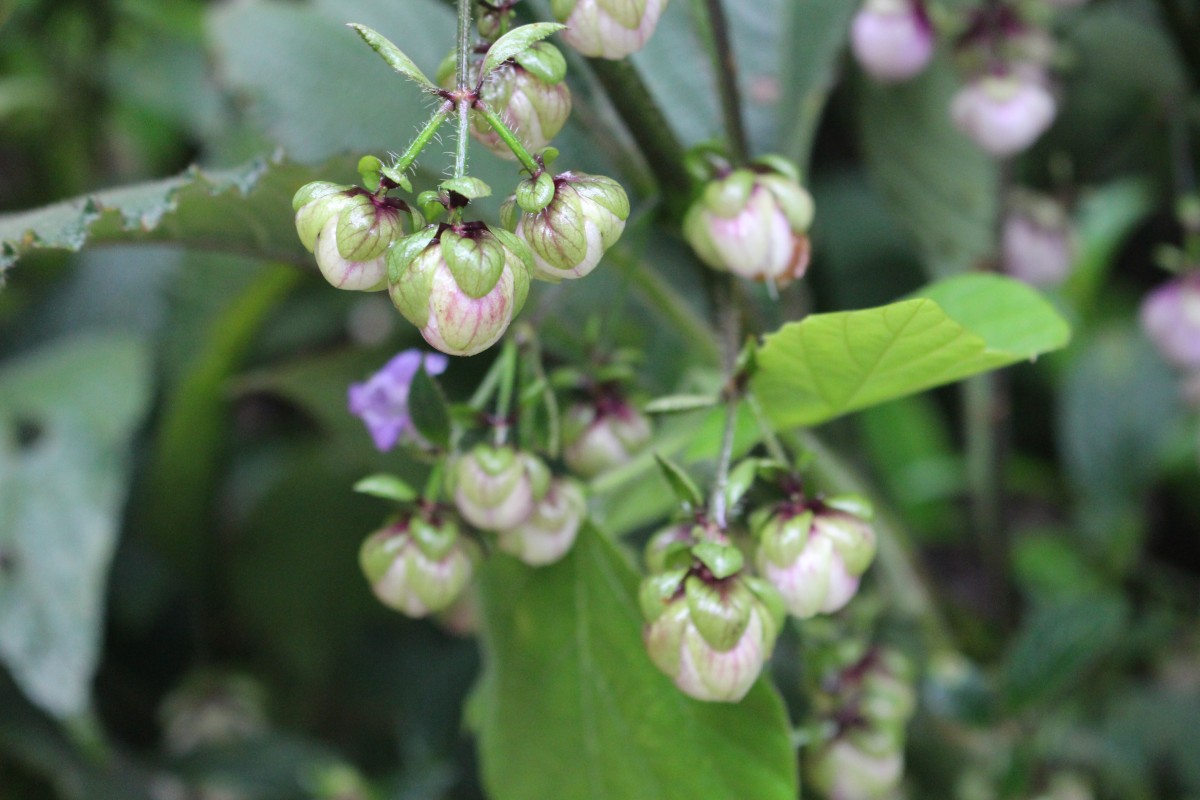 Strobilanthes lupulina Nees